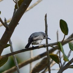 Polioptila caerulea