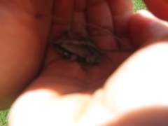 Physalaemus biligonigerus