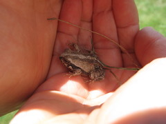 Physalaemus biligonigerus