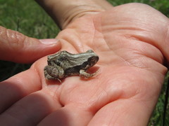 Physalaemus biligonigerus