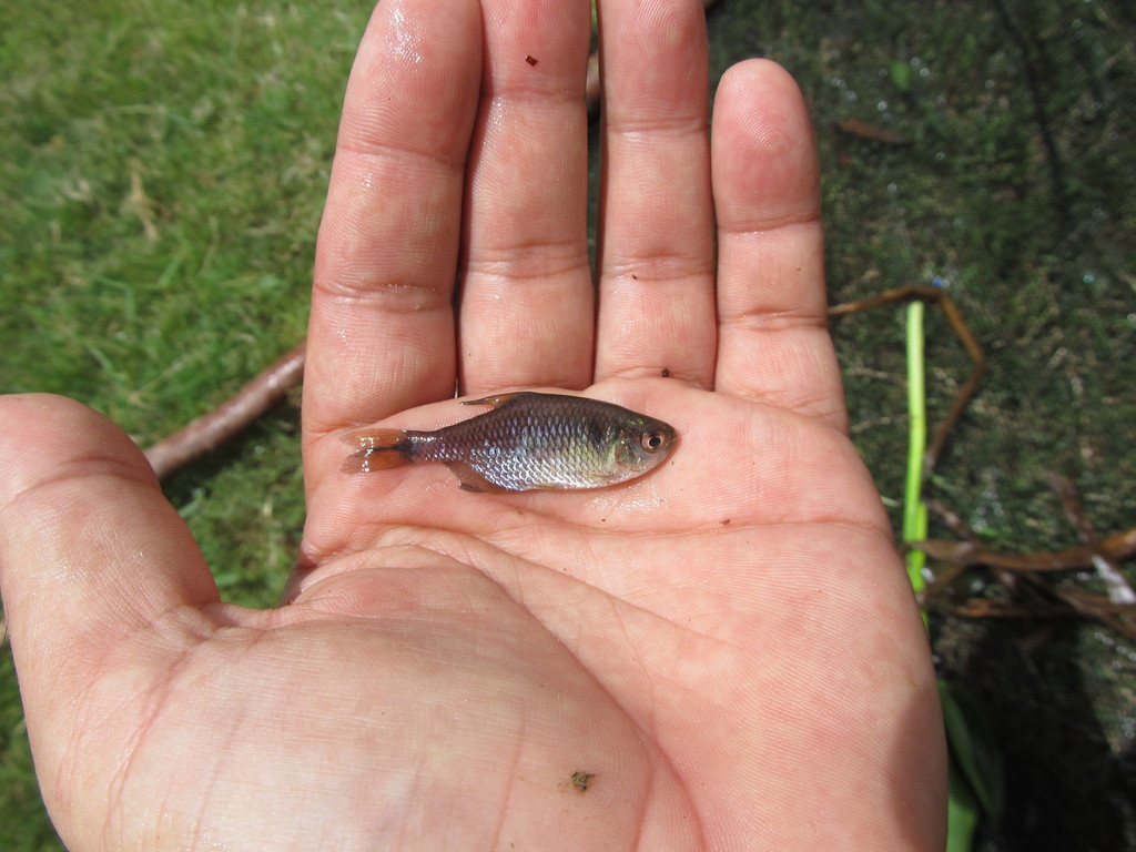 Bluish Silver Tetra