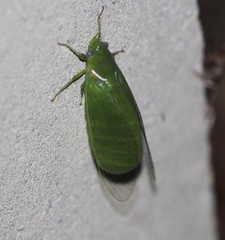 Glaucopsaltria viridis