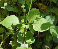 Salvia lasiocephala