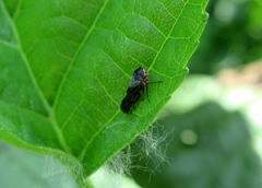 Oncopsis flavicollis