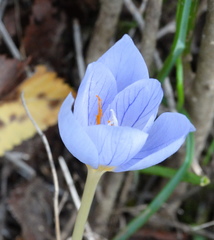 Crocus pulchellus