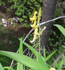 Corydalis pallida tenuis