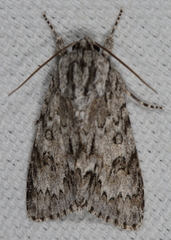 Acronicta rubricoma