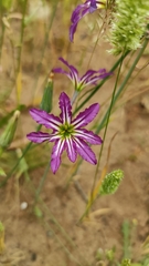 Leucocoryne vittata