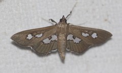 Omiodes odontosticta