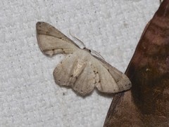 Phazaca leucocephala