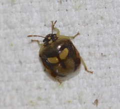 Aspideurus flavescens