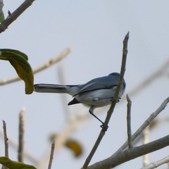 Polioptila caerulea
