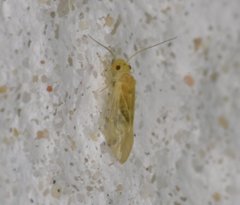 Valenzuela indicator