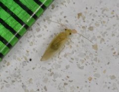 Valenzuela indicator