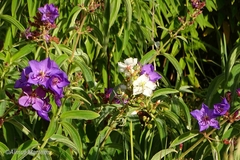 Dissotis princeps