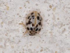 Psyllobora parvinotata