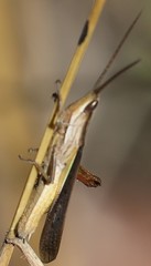 Orthochtha dasycnemis