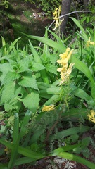 Corydalis pallida tenuis