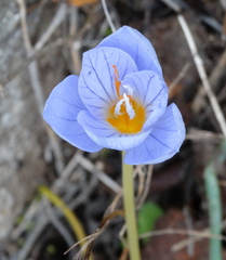 Crocus pulchellus