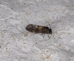 Peripsocidae