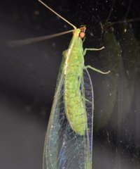 Chrysopodes collaris