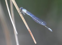 Enallagma cardenium