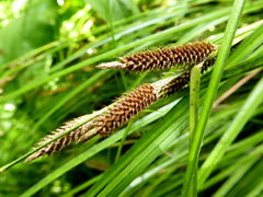 Carex dipsacea