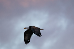 Haliaeetus leucocephalus