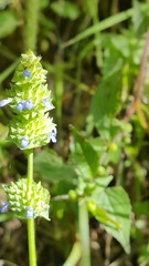 Salvia lasiocephala