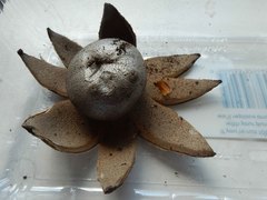 Myriostoma australianum