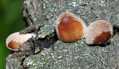 Coprinellus xanthothrix