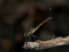 Chlorocypha consueta
