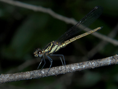 Chlorocypha consueta