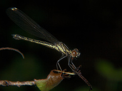 Platycypha caligata