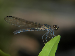 Platycypha caligata