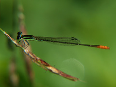 Agriocnemis pinheyi