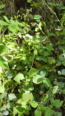 Salvia lasiocephala