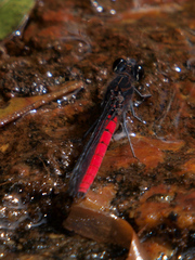 Chlorocypha consueta