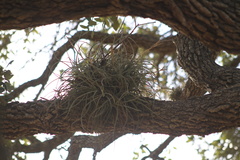 Tillandsia baileyi
