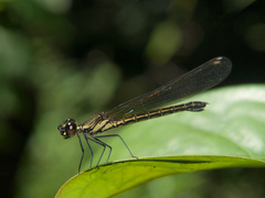 Chlorocypha fabamacula