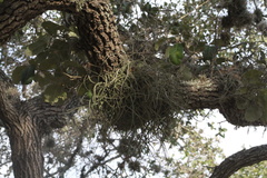 Tillandsia baileyi