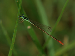 Agriocnemis pinheyi