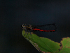 Chlorocypha fabamacula