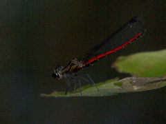 Chlorocypha fabamacula