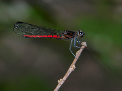 Chlorocypha consueta