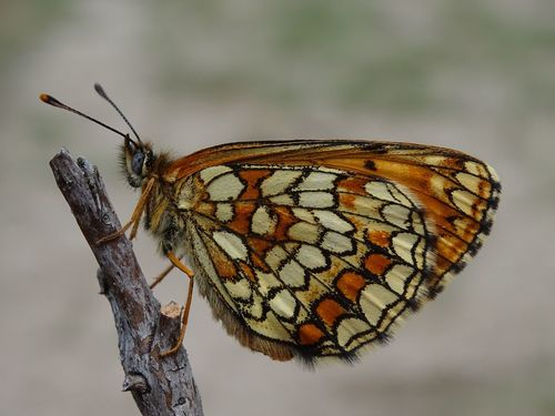 Heath Fritillary, Hoenderloo, Nederland, photo 6 of 10