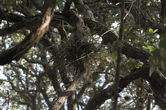 Tillandsia baileyi