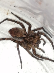 Tomopisthes horrendus