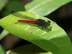 Chlorocypha consueta