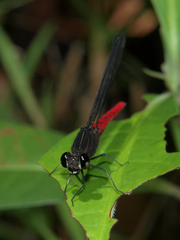 Chlorocypha consueta
